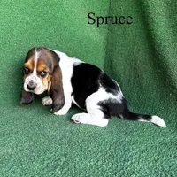 Spruce, a male Basset Hound for sale in Nicholls, GA – Photo 8 of 9