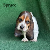 Spruce, a male Basset Hound for sale in Nicholls, GA – Photo 2 of 9