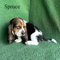 Spruce, a male Basset Hound for sale in Nicholls, GA – Photo 5 of 9