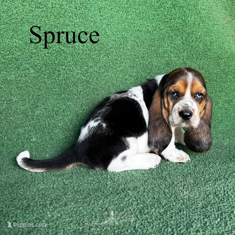 Spruce – Basset Hound puppy for sale in Nicholls, GA