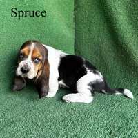 Spruce, a male Basset Hound for sale in Nicholls, GA – Photo 9 of 9