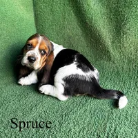 Spruce, a male Basset Hound for sale in Nicholls, GA – Photo 6 of 9