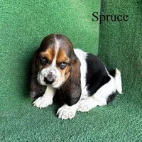 Spruce, a male Basset Hound for sale in Nicholls, GA – Photo 4 of 9