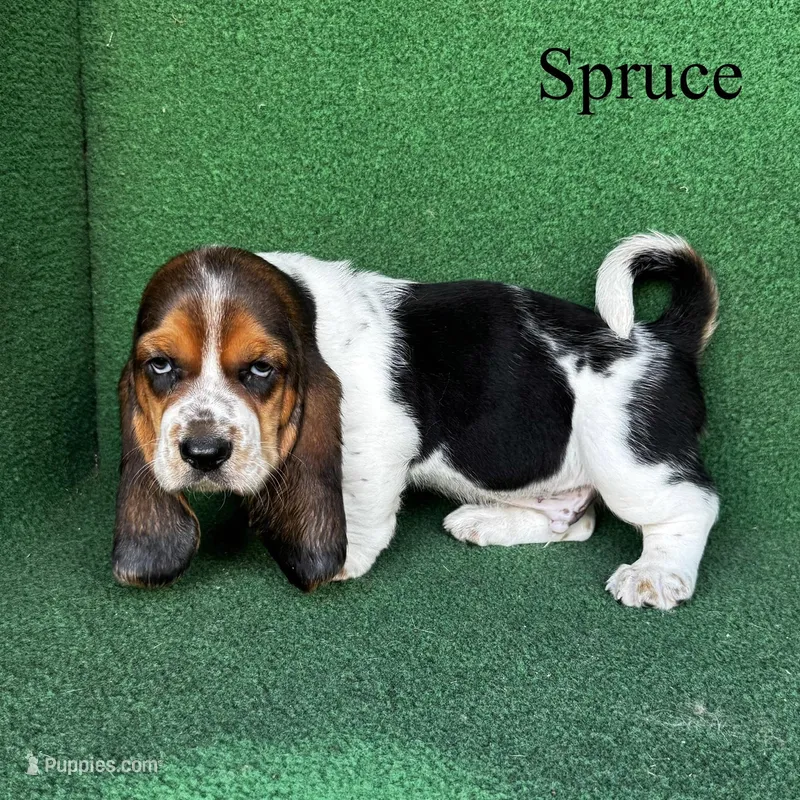 Spruce – Basset Hound puppy for sale in Nicholls, GA