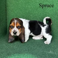 Spruce, a male Basset Hound for sale in Nicholls, GA – Photo 1 of 9