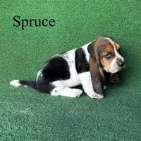 Spruce, a male Basset Hound for sale in Nicholls, GA – Photo 7 of 9