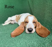 Rose, a female Basset Hound for sale in Nicholls, GA – 4 of 10