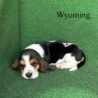 Wyoming, a male Basset Hound for sale in Nicholls, GA – Photo 5 of 5