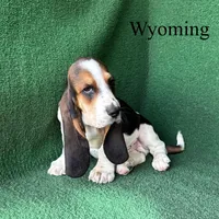 Wyoming, a male Basset Hound for sale in Nicholls, GA – 3 of 6