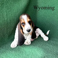 Wyoming, a male Basset Hound for sale in Nicholls, GA – 1 of 6