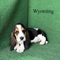 Wyoming, a male Basset Hound for sale in Nicholls, GA – Photo 4 of 5