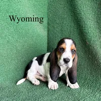 Wyoming, a male Basset Hound for sale in Nicholls, GA – Photo 2 of 5