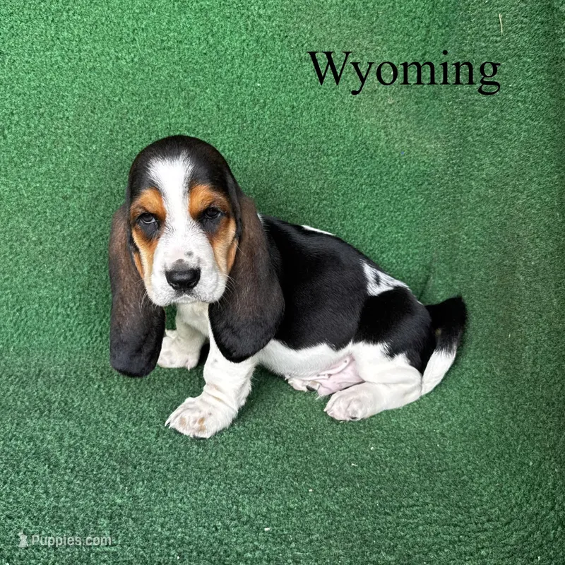 Wyoming – Basset Hound puppy for sale in Nicholls, GA