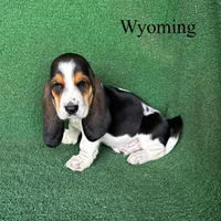 Wyoming, a male Basset Hound for sale in Nicholls, GA – Photo 1 of 5