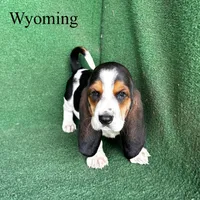 Wyoming, a male Basset Hound for sale in Nicholls, GA – Photo 3 of 5