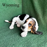 Wyoming, a male Basset Hound for sale in Nicholls, GA – 6 of 6