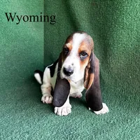 Wyoming, a male Basset Hound for sale in Nicholls, GA – 2 of 6