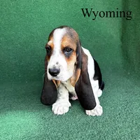 Wyoming, a male Basset Hound for sale in Nicholls, GA – 4 of 6