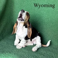 Wyoming, a male Basset Hound for sale in Nicholls, GA – 5 of 6