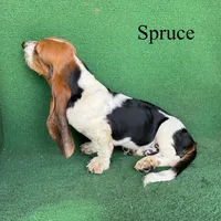Spruce, a male Basset Hound for sale in Nicholls, GA – 7 of 7