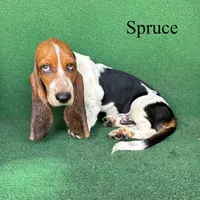 Spruce, a male Basset Hound for sale in Nicholls, GA – 1 of 7