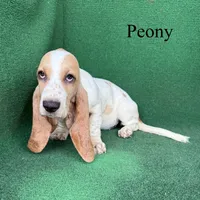 Peony, a female Basset Hound for sale in Nicholls, GA – 3 of 10