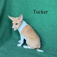 Tucker, a male Basenji for sale in Nicholls, GA – 3 of 9
