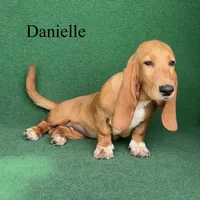 Danielle, a female Basset Hound for sale in Nicholls, GA – 2 of 9