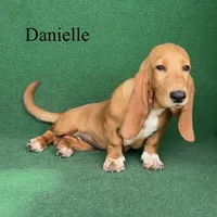 Danielle, a female Basset Hound for sale in Nicholls, GA – 7 of 9