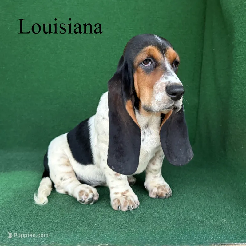 Louisiana – Basset Hound puppy for sale in Nicholls, GA