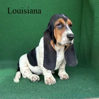 Louisiana, a female Basset Hound for sale in Nicholls, GA – 1 of 7