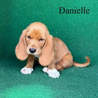 Danielle, a female Basset Hound for sale in Nicholls, GA – Photo 3 of 3
