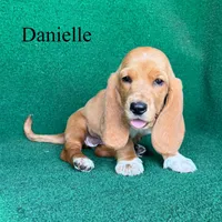 Danielle, a female Basset Hound for sale in Nicholls, GA – Photo 2 of 3