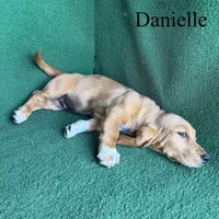 Danielle, a female Basset Hound for sale in Nicholls, GA – 6 of 6