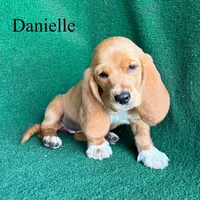 Danielle, a female Basset Hound for sale in Nicholls, GA – Photo 1 of 3