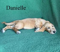 Danielle, a female Basset Hound for sale in Nicholls, GA – 2 of 6