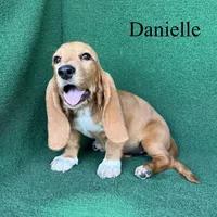 Danielle, a female Basset Hound for sale in Nicholls, GA – 5 of 6
