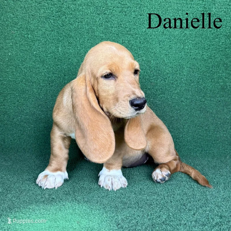 Danielle – Basset Hound puppy for sale in Nicholls, GA