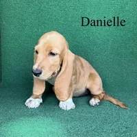 Danielle, a female Basset Hound for sale in Nicholls, GA – 3 of 6