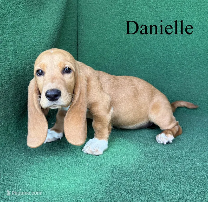 Danielle – Basset Hound puppy for sale in Nicholls, GA