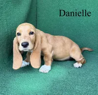 Danielle, a female Basset Hound for sale in Nicholls, GA – 4 of 6