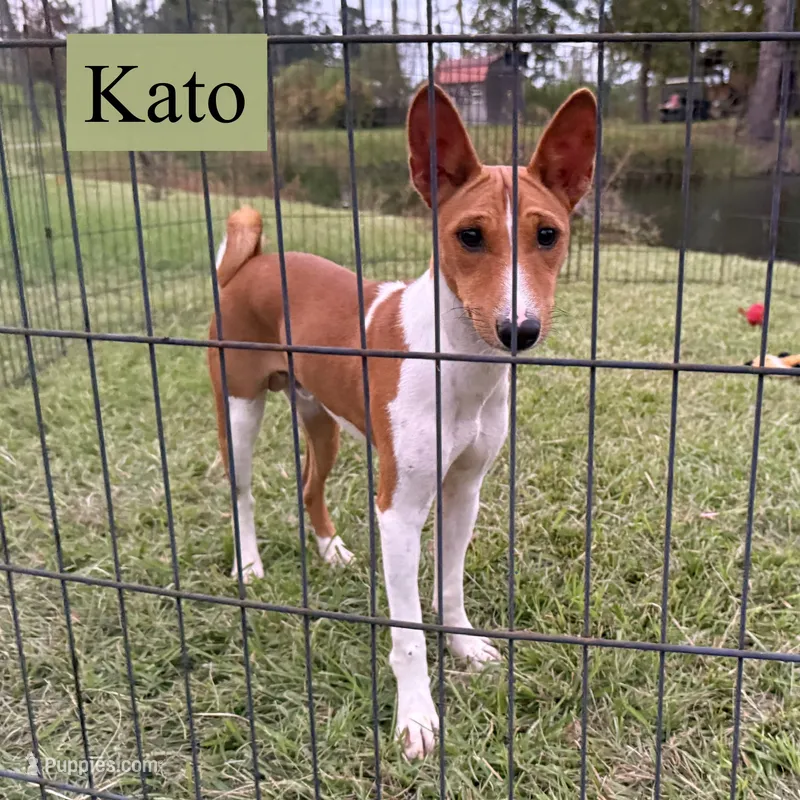 Kato – Basenji puppy for sale in Nicholls, GA