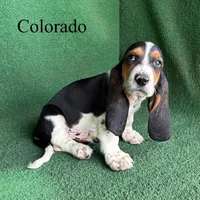 Colorado, a male Basset Hound for sale in Nicholls, GA – Photo 2 of 5