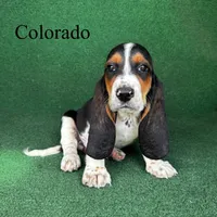 Colorado, a male Basset Hound for sale in Nicholls, GA – Photo 5 of 5
