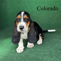 Colorado, a male Basset Hound for sale in Nicholls, GA – Photo 3 of 5