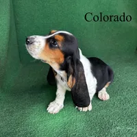 Colorado, a male Basset Hound for sale in Nicholls, GA – Photo 4 of 5