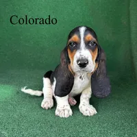 Colorado, a male Basset Hound for sale in Nicholls, GA – Photo 1 of 5