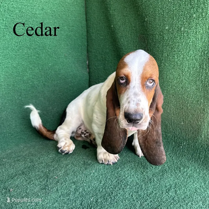 Cedar – Basset Hound puppy for sale in Nicholls, GA