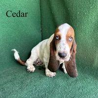 Cedar, a male Basset Hound for sale in Nicholls, GA – 5 of 10