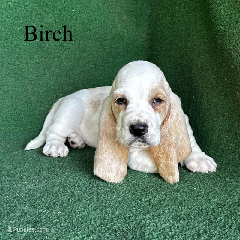 Birch – Basset Hound puppy for sale in Nicholls, GA